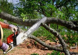 How Our Tree Care Process Works  in  Glencoe, FL