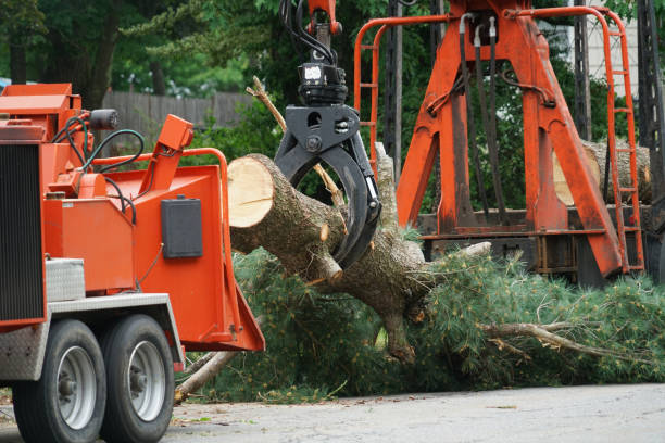 Trusted Glencoe, FL  Tree Services Experts